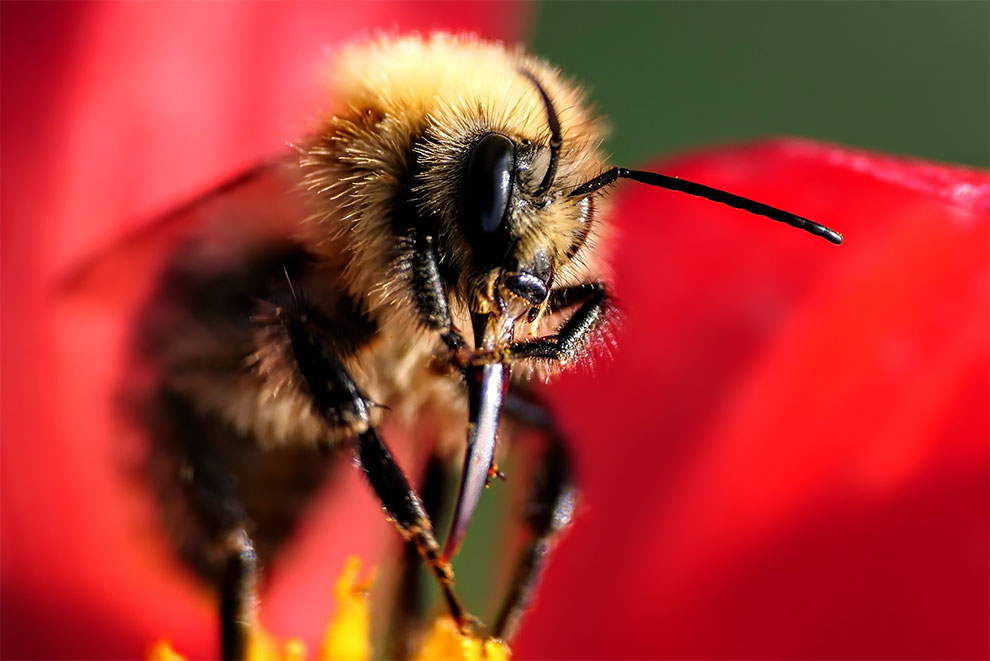 23 Winning Photographs From The World In Macro Contest 2020