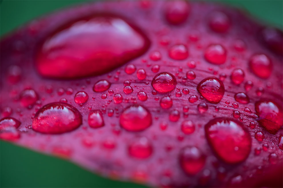 23 Winning Photographs From The World In Macro Contest 2020