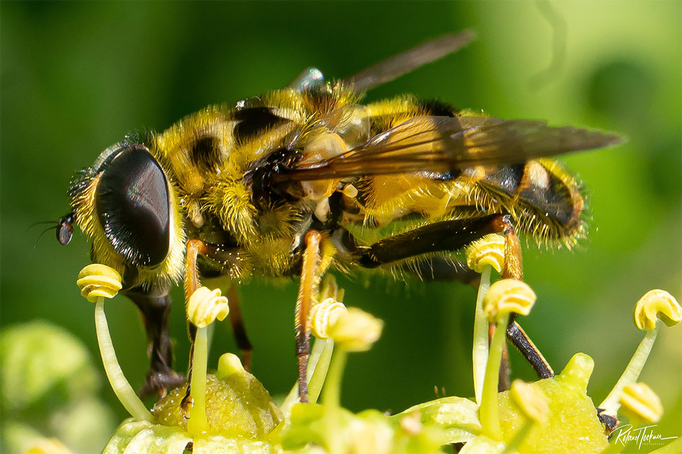 23 Winning Photographs From The World In Macro Contest 2020