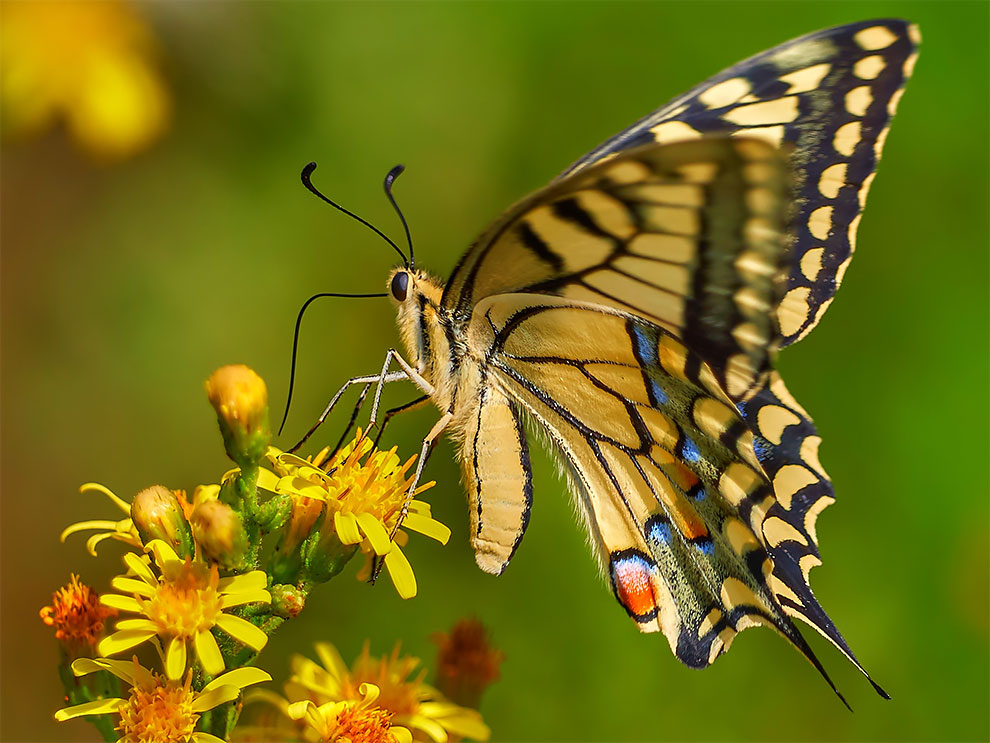 23 Winning Photographs From The World In Macro Contest 2020