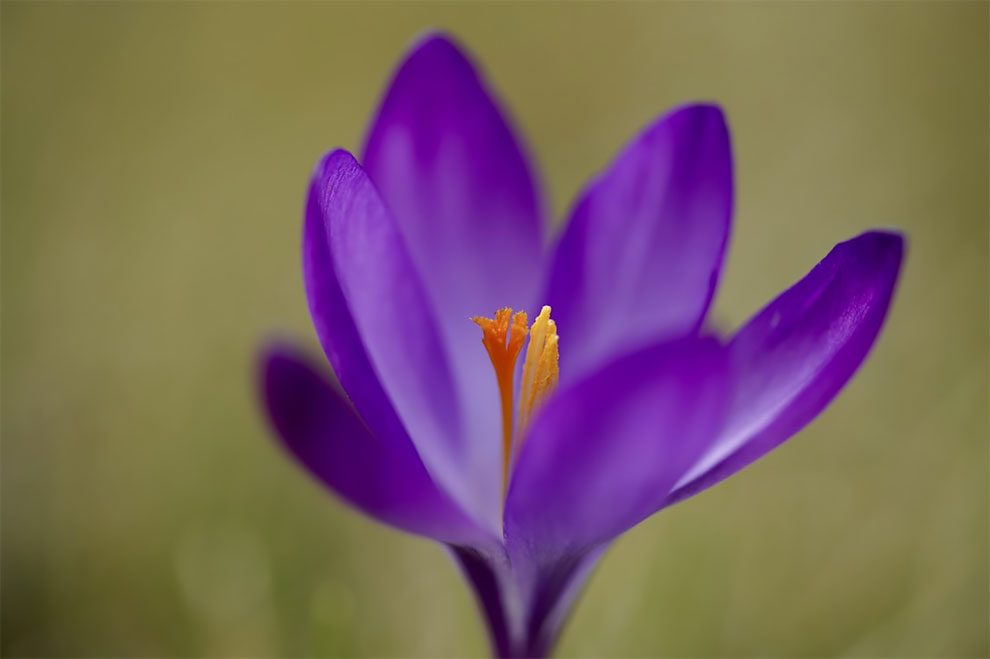 23 Winning Photographs From The World In Macro Contest 2020