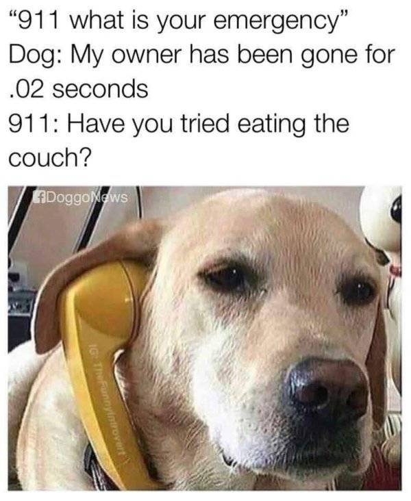 911 dog meme - "911 what is your emergency" Dog My owner has been gone for .02 seconds 911 Have you tried eating the couch? fDoggolaws Ig TheFunny trovert