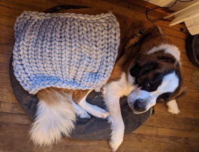 “Mother in Law bought my wife a cozy blanket from China. Dog for scale.”