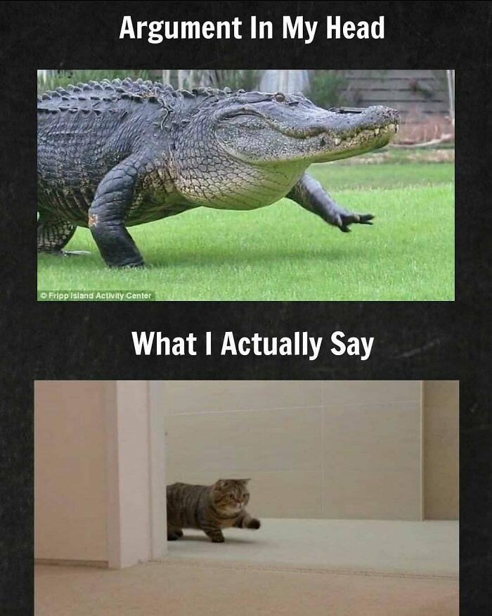 cat and alligator meme - Argument In My Head Fripp Island Activity Center What I Actually Say