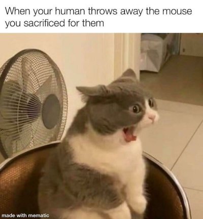 32 Caturday Memes To Get You Ready For The Weekend - Gallery | eBaum's ...