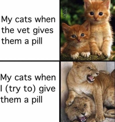 32 Caturday Memes To Get You Ready For The Weekend