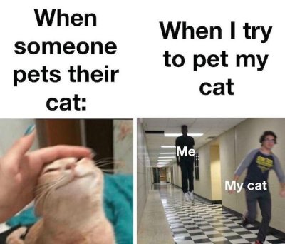 32 Caturday Memes To Get You Ready For The Weekend