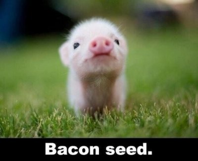 teacup pig - Bacon seed.