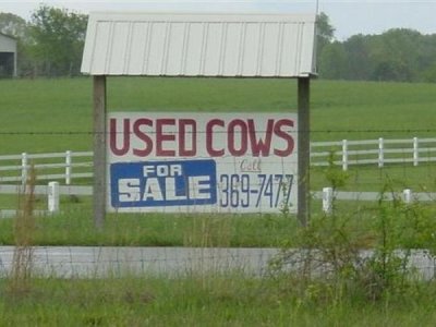 used cows for sale sign kentucky - Used Cows Sale 3697477 For