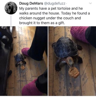 r mademesmile - Doug DeMars My parents have a pet tortoise and he walks around the house. Today he found a chicken nugget under the couch and brought it to them as a gift.