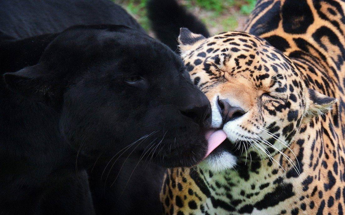 jaguar panther