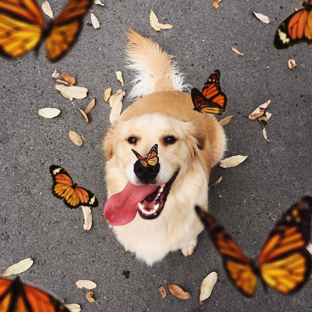dog with butterflies