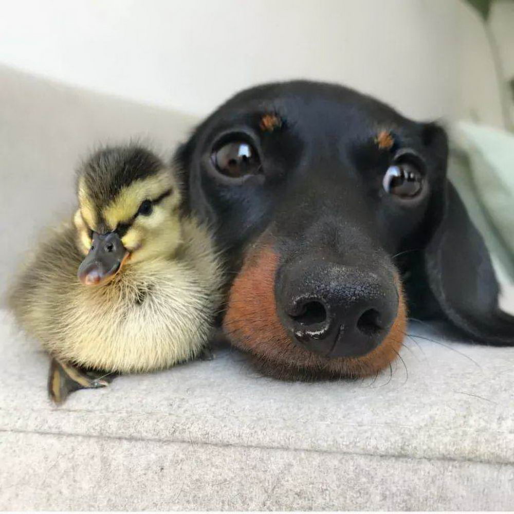 dachshund and duck