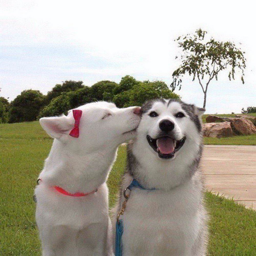 cute dog kiss