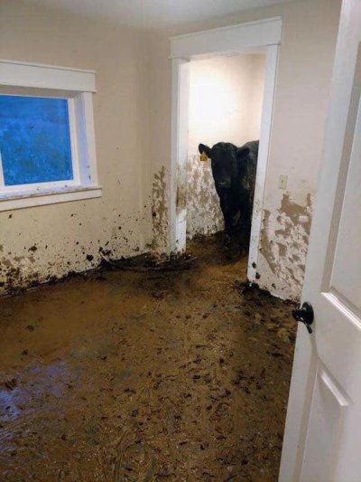 cows break into house