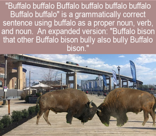 fauna - "Buffalo buffalo Buffalo buffalo buffalo buffalo Buffalo buffalo" is a grammatically correct sentence using buffalo as a proper noun, verb, and noun. An expanded version "Buffalo bison that other Buffalo bison bully also bully Buffalo bison."