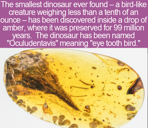 The smallest dinosaur ever found a bird creature weighing less than a tenth of an ounce has been discovered inside a drop of amber, where it was preserved for 99 million years. The dinosaur has been named "Oculudentavis" meaning "eye tooth bird."