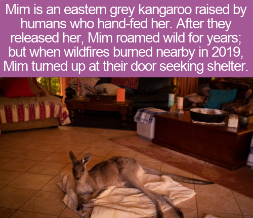 photo caption - Mim is an eastern grey kangaroo raised by humans who handfed her. After they released her, Mim roamed wild for years, but when wildfires burned nearby in 2019, Mim turned up at their door seeking shelter.