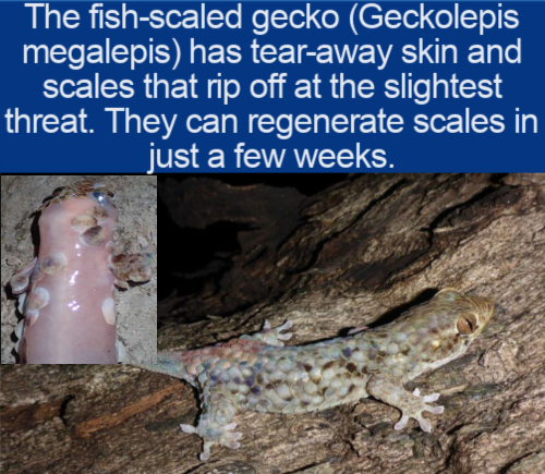 gecko fish - The fishscaled gecko Geckolepis megalepis has tearaway skin and scales that rip off at the slightest threat. They can regenerate scales in just a few weeks.