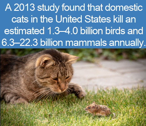 facebook is like a jail - A 2013 study found that domestic cats in the United States kill an estimated 1.34.0 billion birds and 6.322.3 billion mammals annually.