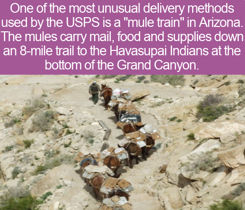 geology - One of the most unusual delivery methods used by the Usps is a "mule train" in Arizona. The mules carry mail, food and supplies down an 8mile trail to the Havasupai Indians at the bottom of the Grand Canyon.