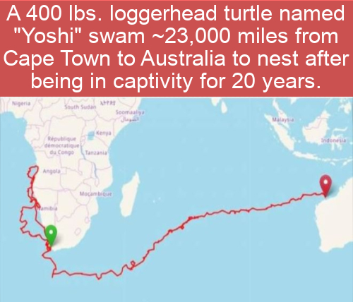 map - A 400 lbs. loggerhead turtle named "Yoshi" swam ~23,000 miles from Cape Town to Australia to nest after being in captivity for 20 years. Nigere South Sudan Soomaal Indonesia Republique doc du Congo Angola Mocambique