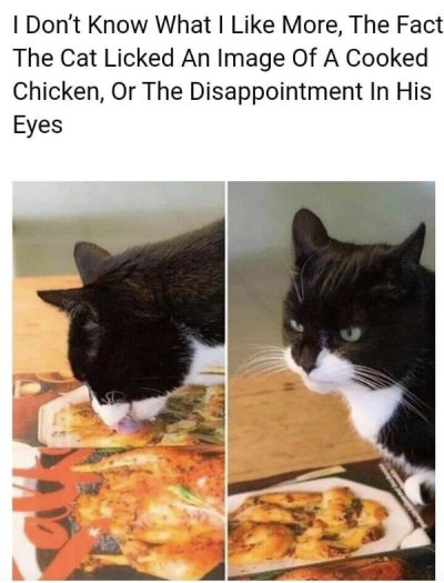cat licking chicken meme - I Don't Know What I More, The Fact The Cat Licked An Image Of A Cooked Chicken, Or The Disappointment In His Eyes