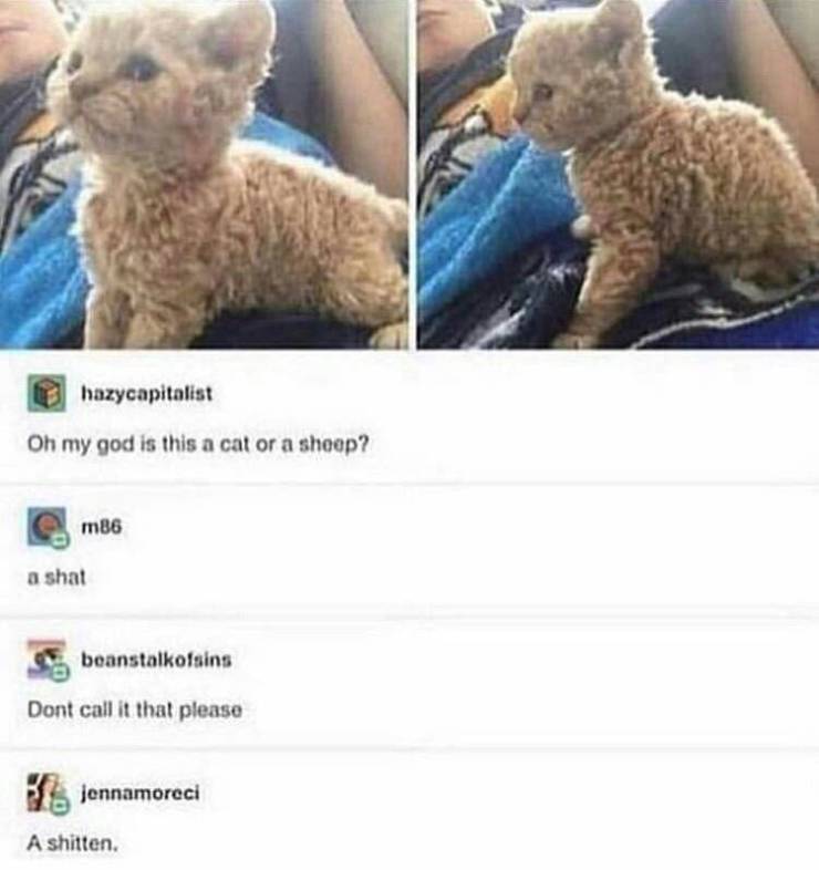 cat or sheep meme - hazycapitalist Oh my god is this a cat or a sheep? m86 a shat beanstalkofsins Dont call it that please 3. jennamoreci A shitten,