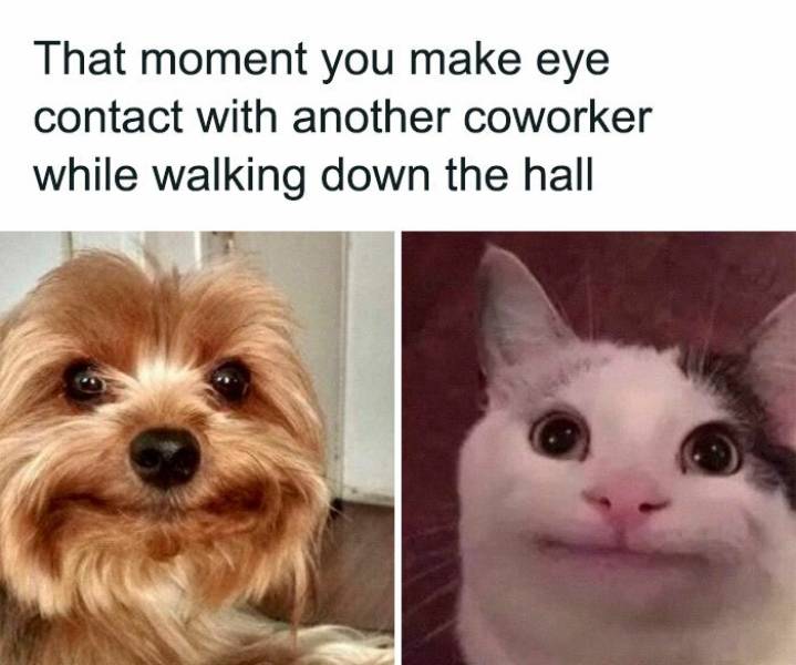 47 Work Memes & Jokes