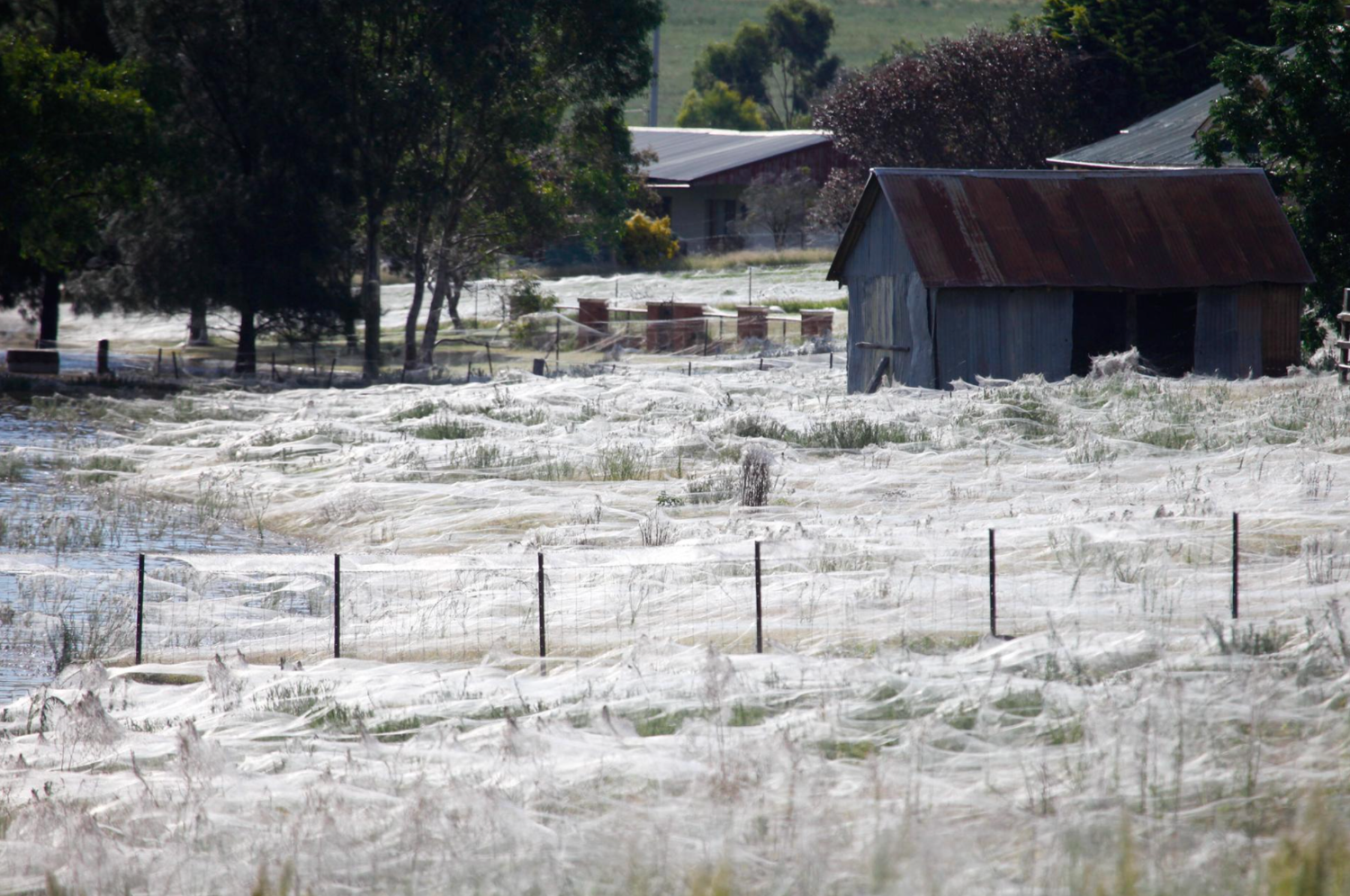 spider web covers town in australia