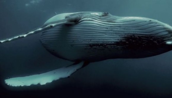 whale 52