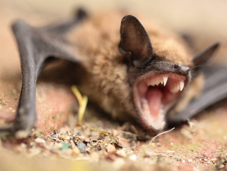 scary bats