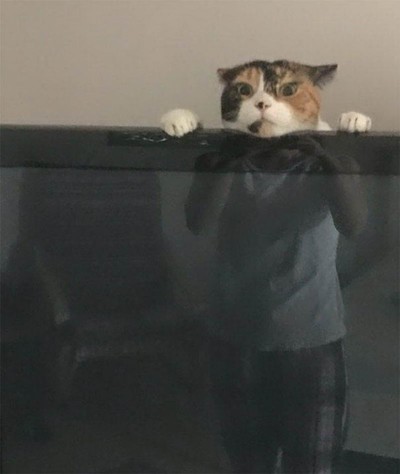 cat behind the tv