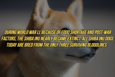 photo caption - During World War Ll Because Of Food Shortage And PostWar Factors, The Shiba Inu Nearly Became Extinct. All Shiba Inu Dogs Today Are Bred From The Only Three Surviving Bloodlines.