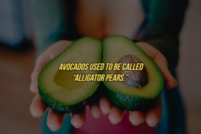 avocado for weight gain - Avocados Used To Be Called "Alligator Pears."