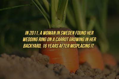 carrots growing - In 2011, A Woman In Sweden Found Her Wedding Ring On A Carrot Growing In Her Backyard, 16 Years After Misplacing It.