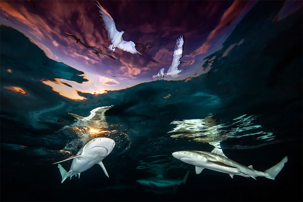 Underwater photographer of the year 2021 and wide angle category winner. Sharks’ Skylight by Renee Capozzola (US), taken near shore of island of Mo’orea, French Polynesia.