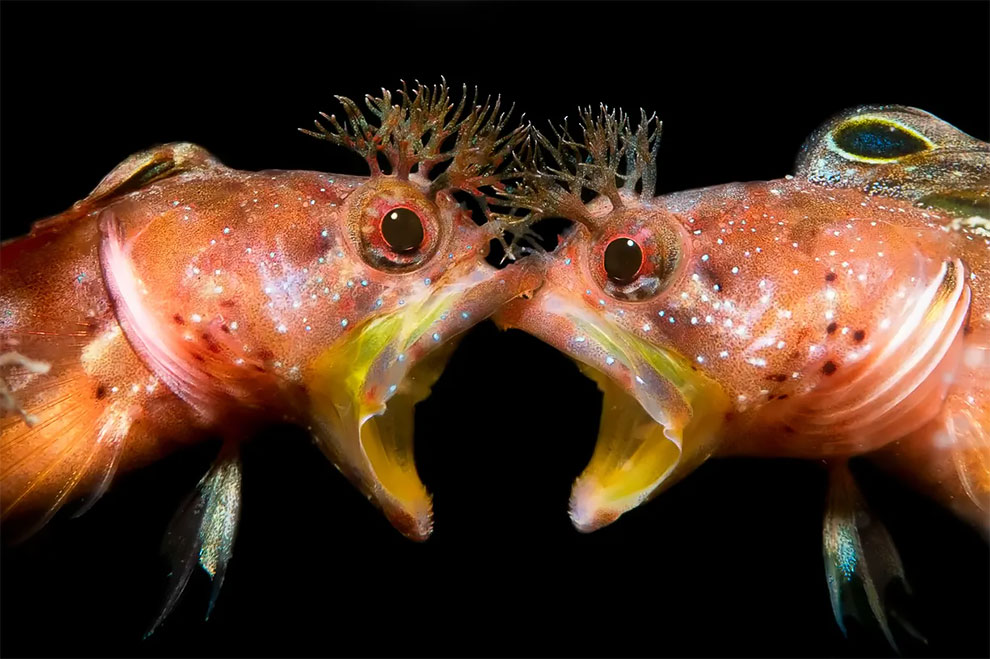 Behaviour category runner-up. Face to Face by Zhang Jinggong (China), two punk blenny or Mohican blenny taken in Minabe, Wakayama, Japan.