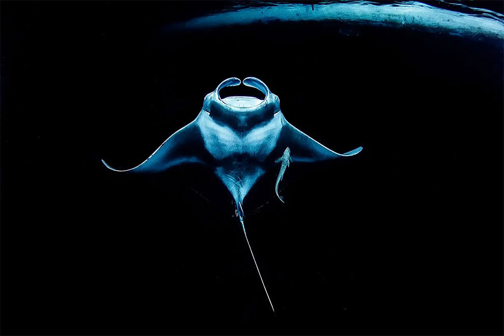 Up & coming category runner-up. Toward Shining Light by Ryohei Ito (Japan), manta ray taken in Maaya lagoon, North Ari Atoll, Maldives.