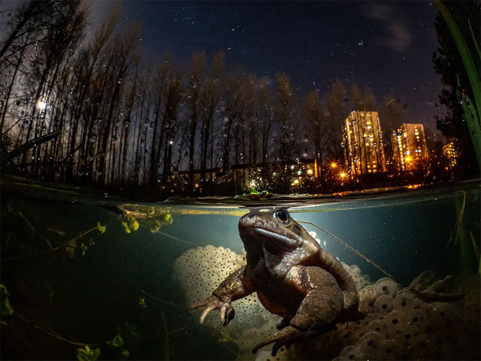 British underwater photographer of the year 2021, British waters wide angle category winner and My Backyard category winner. While You Sleep by Mark Kirkland (UK), common frog taken in Malls Mire, Glasgow, Scotland.