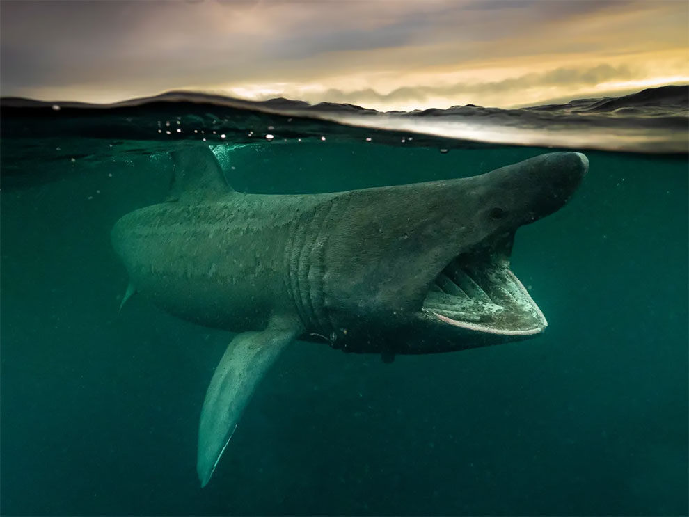 British waters wide angle category runner-up. The Great Migration by Mark Kirkland (UK), basking shark taken in Isle of Coll, Inner Hebrides, Scotland.