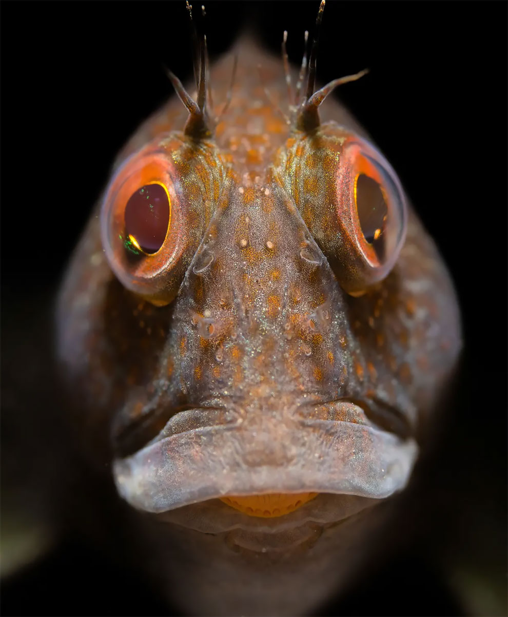 British waters macro winner. Portrait of a Variable Blenny by Malcolm Nimmo (UK), taken in Plymouth Sound, England.