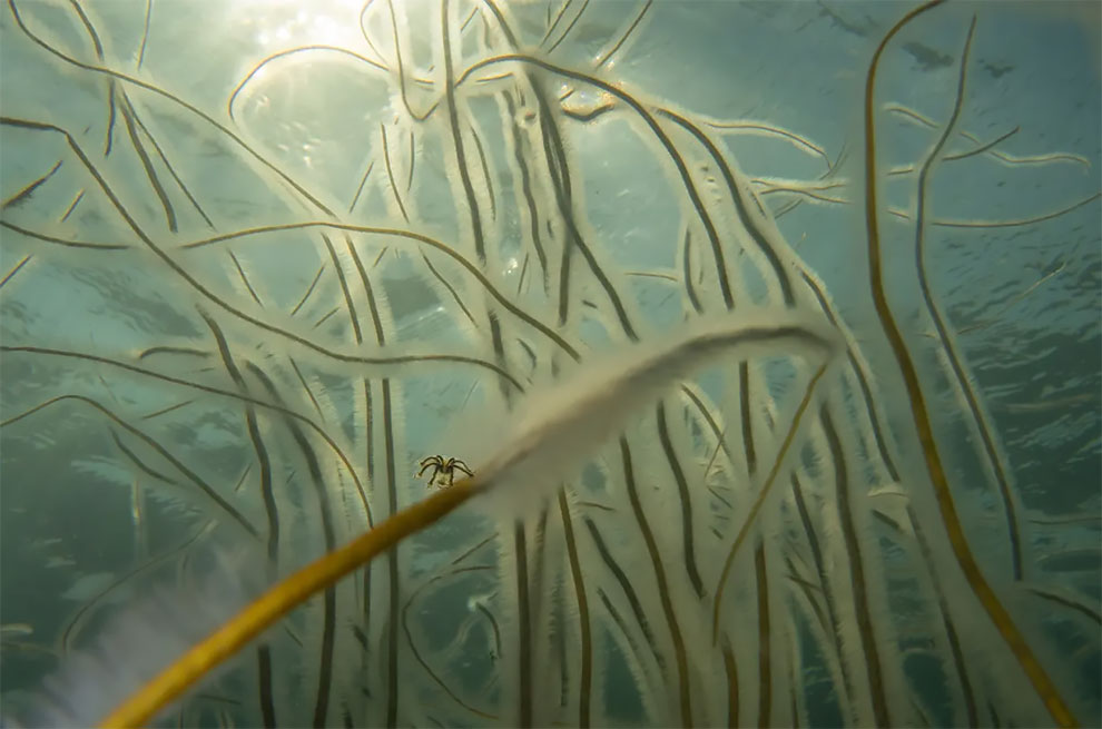 British waters compact category runner-up. Hold Tight by Sandra Stalker (UK), underwater meadow taken in Kimmeridge Bay, Dorset, England.