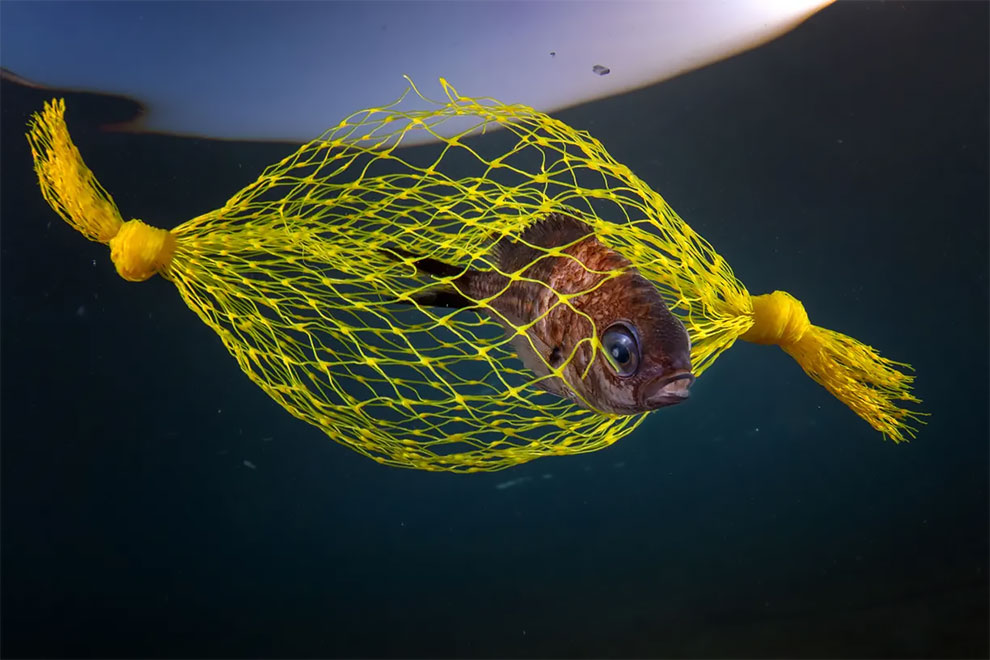 Marine conservation category runner-up. The Yellow Candy by Pasquale Vassallo (Italy), taken in Campi Flegrei, Italy.