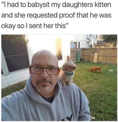 memes that are impossible not to laugh - "I had to babysit my daughters kitten and she requested proof that he was okay so I sent her this"