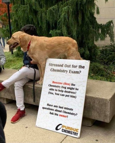 chemistry dog - Stressed Out for the Chemistry Exam? Benzene Ben the Chemistry Dog might be able to help destress! Yes, you can pet him Have any last minute questions about Chemistry? Ask his owner! O Chemistry