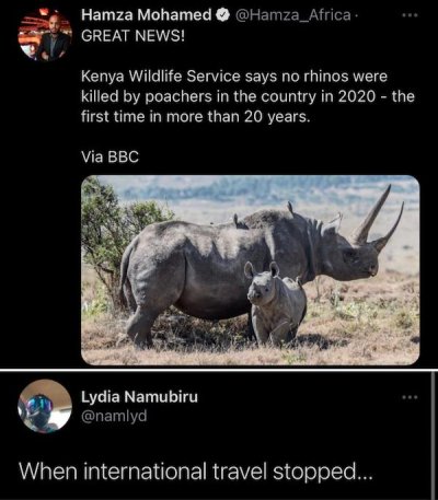 Rhinoceros - Hamza Mohamed Great News! Kenya Wildlife Service says no rhinos were killed by poachers in the country in 2020 the first time in more than 20 years. Via Bbc Lydia Namubiru When international travel stopped...