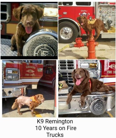 dog - Be Navis Navasota Ge Fire De Fire Left K9 Remington 10 Years on Fire Trucks