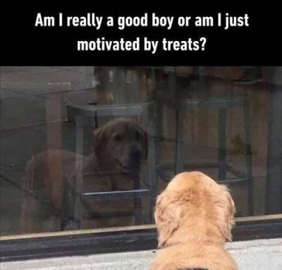 am i really good boy or am - Am I really a good boy or am I just motivated by treats?