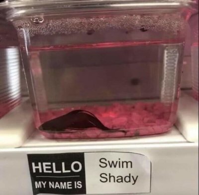 swim shady - Hello Swim Shady My Name Is